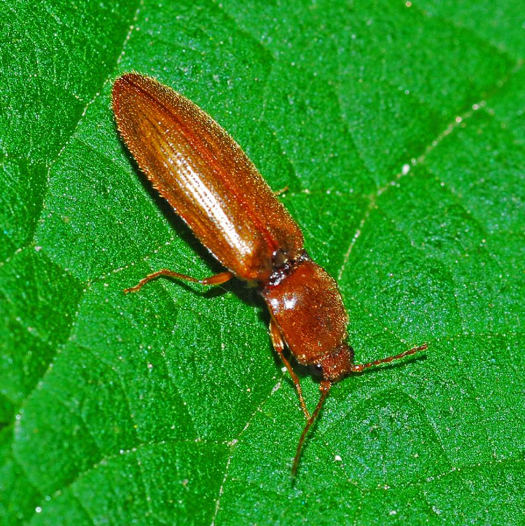 Elateridae: Athous sp. (emaciatus?)